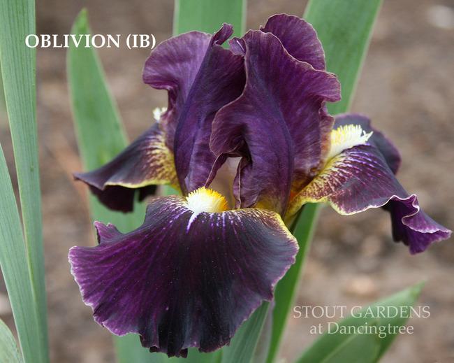 Photo of Intermediate Bearded Iris (Iris 'Oblivion') uploaded by Calif_Sue