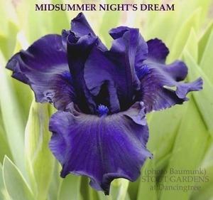 Photo of Intermediate Bearded Iris (Iris 'Midsummer Night's Dream') uploaded by Calif_Sue