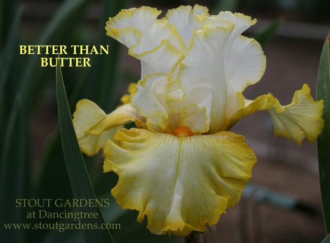 Photo of Tall Bearded Iris (Iris 'Better than Butter') uploaded by Calif_Sue