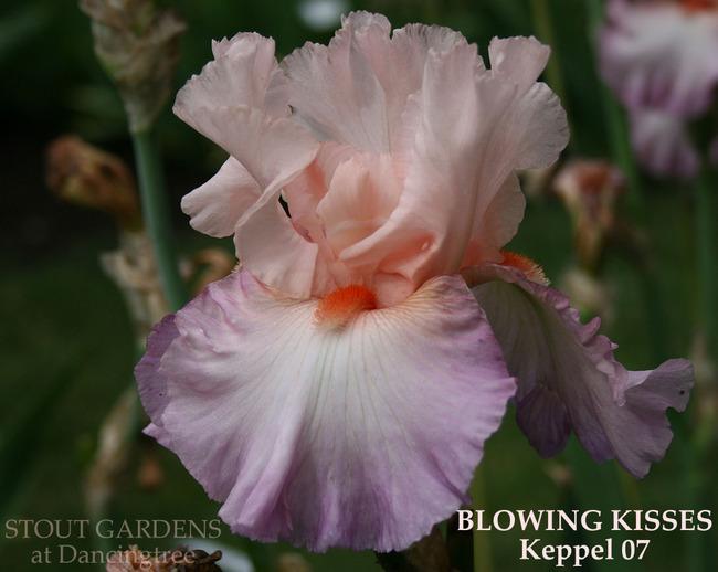 Photo of Tall Bearded Iris (Iris 'Blowing Kisses') uploaded by Calif_Sue