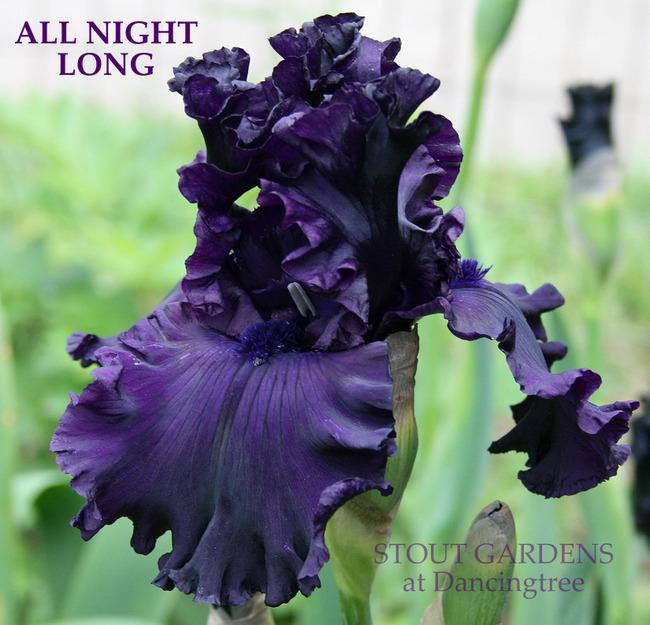 Photo of Tall Bearded Iris (Iris 'All Night Long') uploaded by Calif_Sue