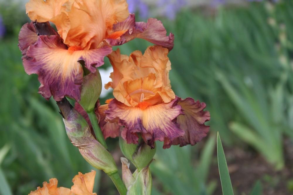 Photo of Tall Bearded Iris (Iris 'Brazilian Art') uploaded by KentPfeiffer