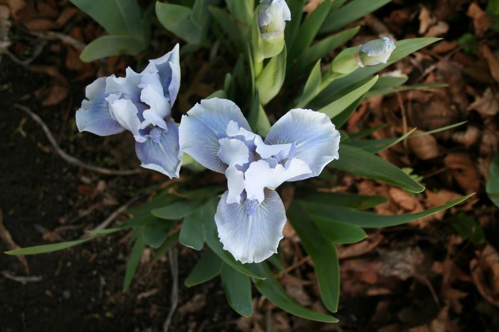 Photo of Standard Dwarf Bearded Iris (Iris 'Bombay Sapphire') uploaded by KentPfeiffer