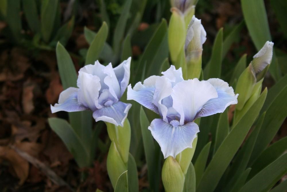 Photo of Standard Dwarf Bearded Iris (Iris 'Bombay Sapphire') uploaded by KentPfeiffer