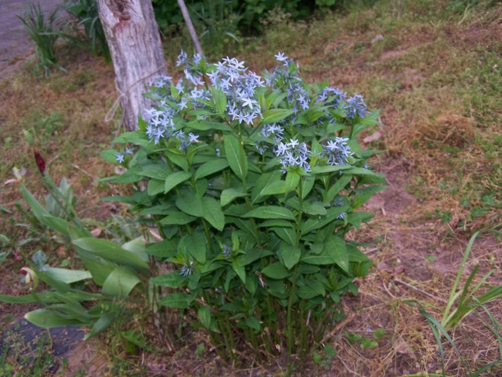 Photo of Blue Star (Amsonia tabernaemontana 'Montana') uploaded by chickhill