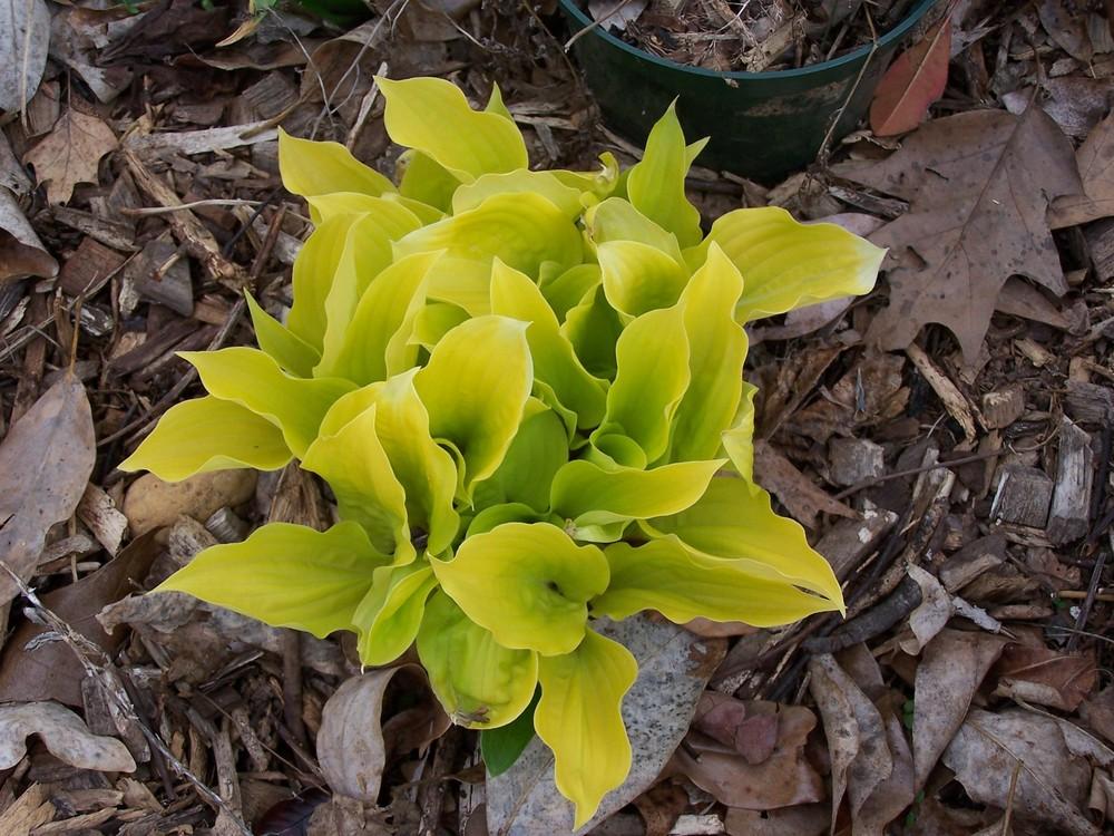 Photo of Hosta 'Fire Island' uploaded by chickhill