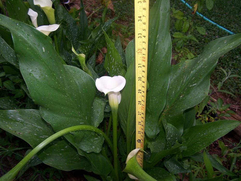 Photo of White Spotted leaf Calla Lily (Zantedeschia albomaculata) uploaded by chickhill