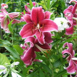 Location: montana grandiflora garden
Date: 2011-0725
Shown with David phlox, hosta Diana Remembered