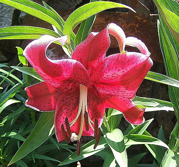 Photo of Lily (Lilium Rio Negro) uploaded by pirl
