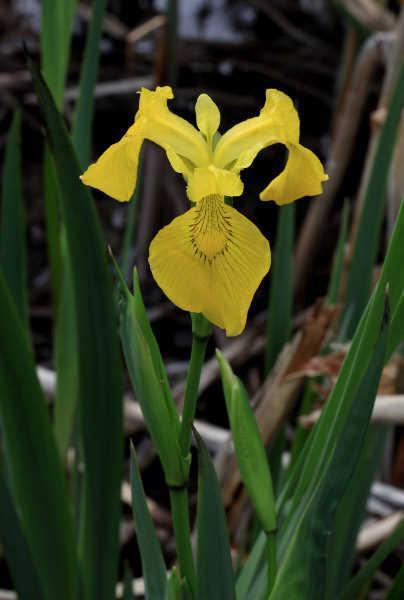 Photo of Yellow Flag (Iris pseudacorus) uploaded by robertduval14