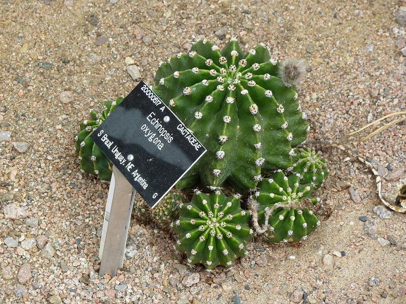 Photo of Sea-Urchin Cactus (Echinopsis oxygona) uploaded by robertduval14