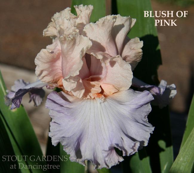 Photo of Tall Bearded Iris (Iris 'Blush of Pink') uploaded by Calif_Sue