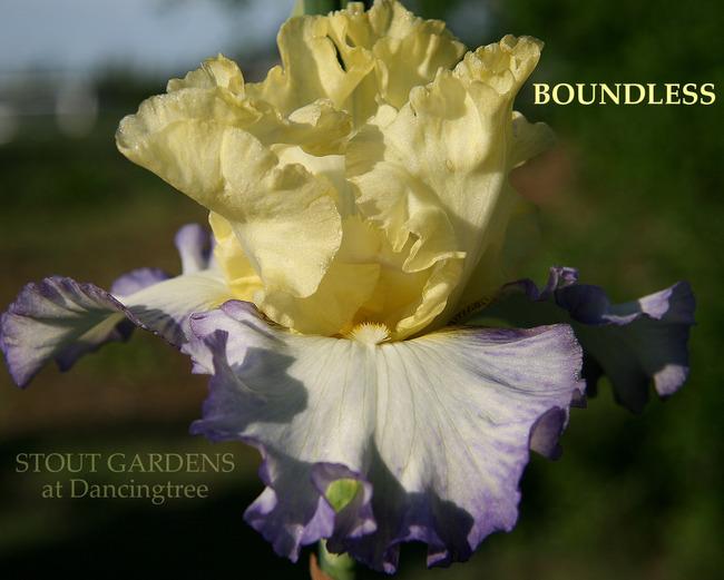 Photo of Tall Bearded Iris (Iris 'Boundless') uploaded by Calif_Sue