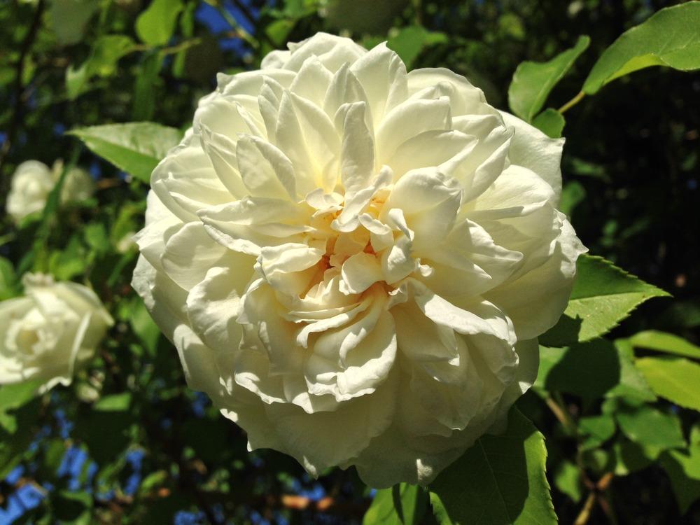 Photo of Rose (Rosa 'Lamarque') uploaded by HamiltonSquare