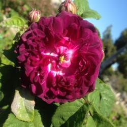 Location: Historic Rose Garden, Historic City Cemetery, Sacramento CA.
Date: 2014-04-06