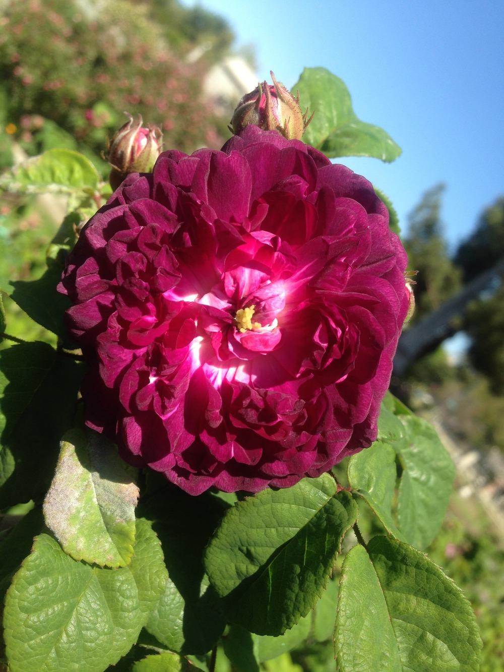 Photo of Rose (Rosa 'Cardinal de Richelieu') uploaded by HamiltonSquare
