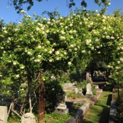 Location: Historic Rose Garden, Historic City Cemetery, Sacramento CA.
Date: 2014-04-07