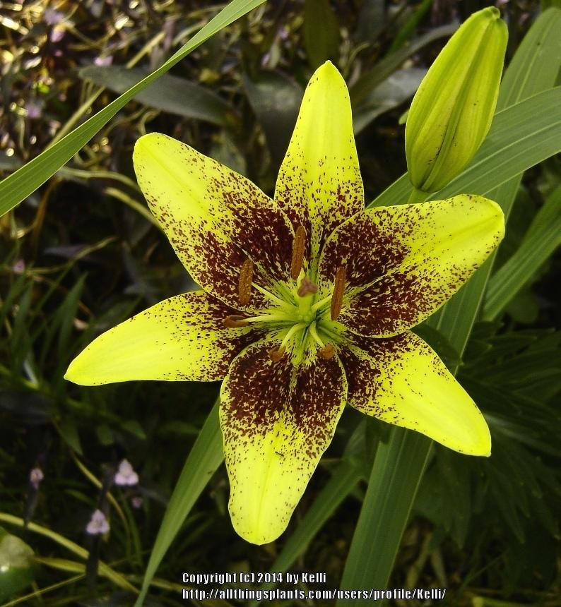 Photo of Asiatic Lily (Lilium 'Latvia') uploaded by Kelli