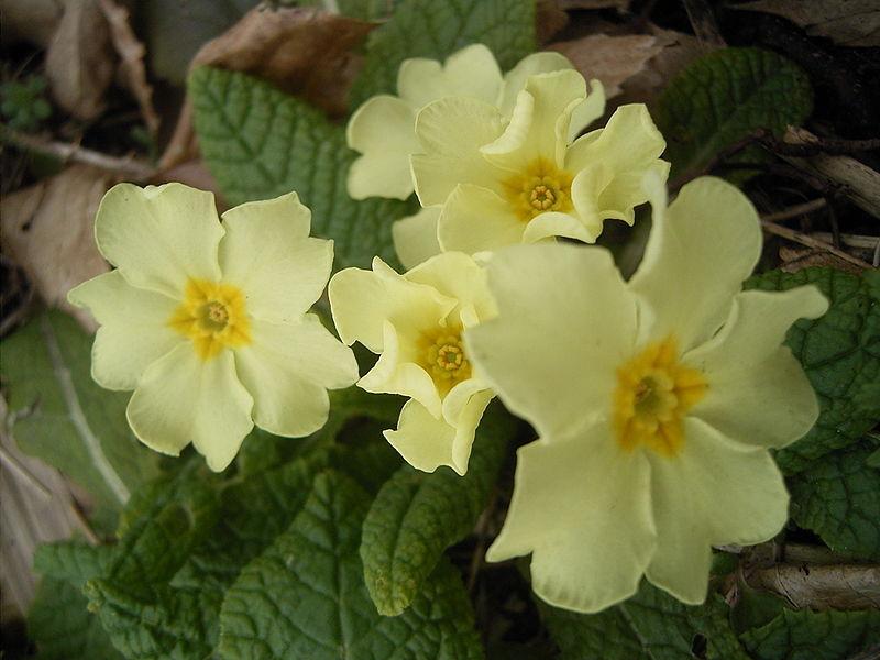 Photo of Primroses (Primula) uploaded by SongofJoy