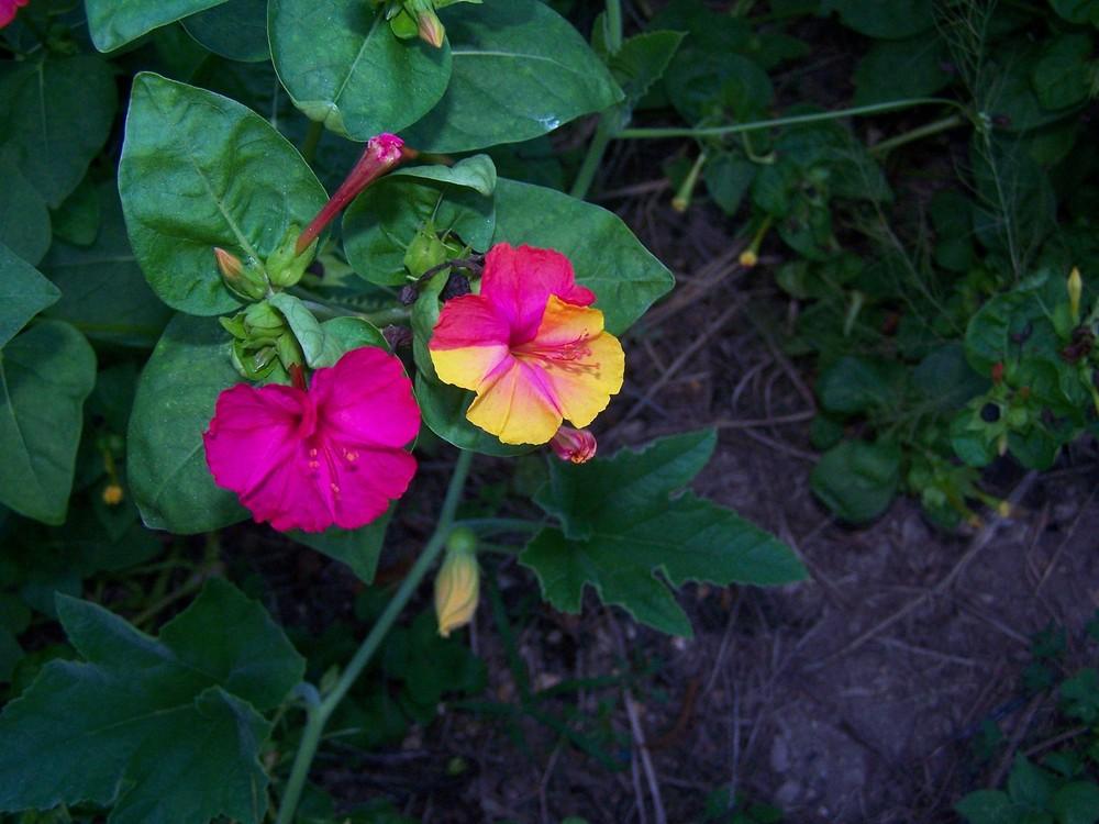Photo of Four o'Clocks (Mirabilis jalapa 'Broken Colors') uploaded by chickhill