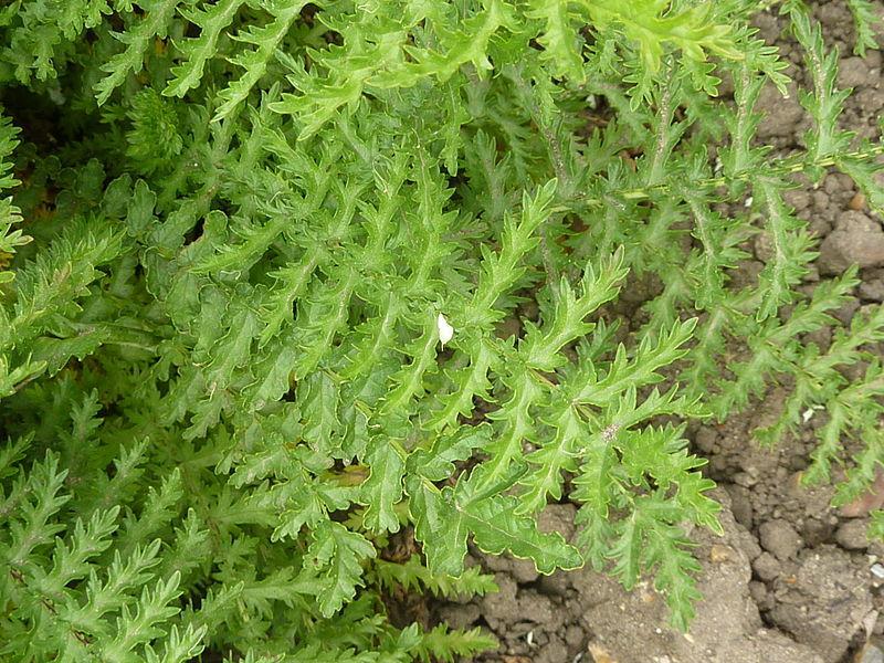Photo of Meadowsweet (Filipendula vulgaris) uploaded by robertduval14