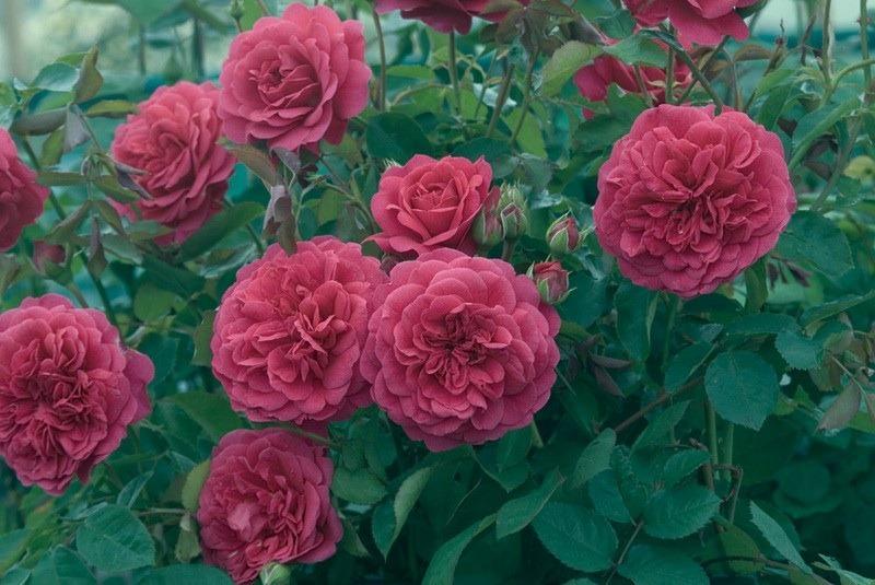 Photo of Rose (Rosa 'Sir John Betjeman') uploaded by Calif_Sue