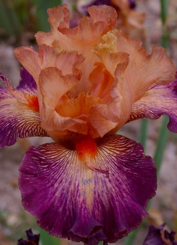 Photo of Tall Bearded Iris (Iris 'Chaud Bouquet') uploaded by Misawa77
