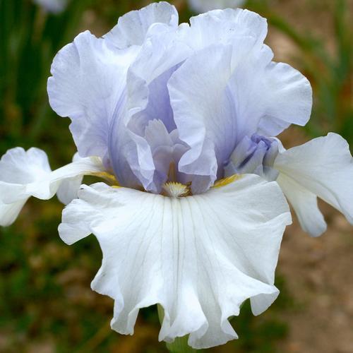 Photo of Tall Bearded Iris (Iris 'Jardins de Chaumont') uploaded by Misawa77