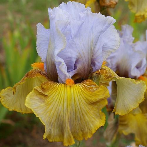 Photo of Tall Bearded Iris (Iris 'Grande Coquette') uploaded by Misawa77