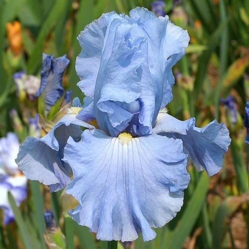 Photo of Tall Bearded Iris (Iris 'Aigle Marine') uploaded by Misawa77