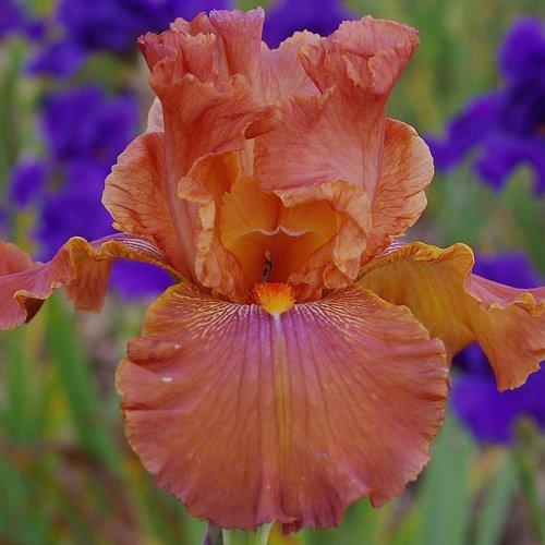 Photo of Tall Bearded Iris (Iris 'Astana') uploaded by Misawa77