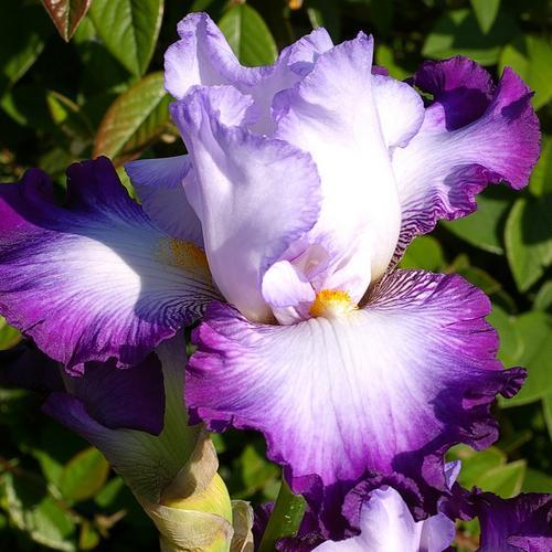 Photo of Tall Bearded Iris (Iris 'Pastel Printanier') uploaded by Misawa77