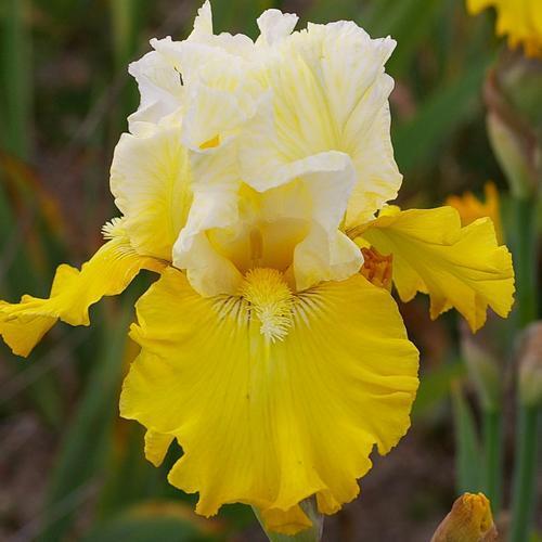 Photo of Tall Bearded Iris (Iris 'Lingot d'Or') uploaded by Misawa77