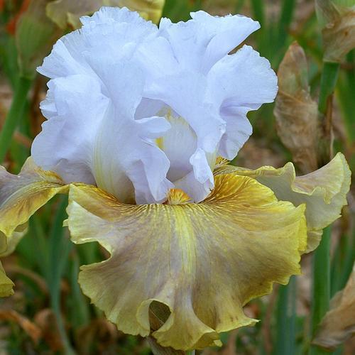 Photo of Tall Bearded Iris (Iris 'Infusion Tilleul') uploaded by Misawa77