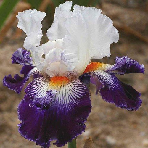 Photo of Tall Bearded Iris (Iris 'Froufroutant') uploaded by Misawa77
