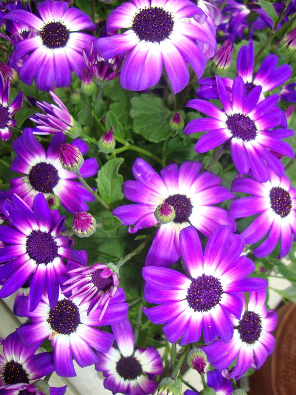 Photo of Florist's Cineraria (Pericallis Senetti® Violet Bicolor) uploaded by Paul2032