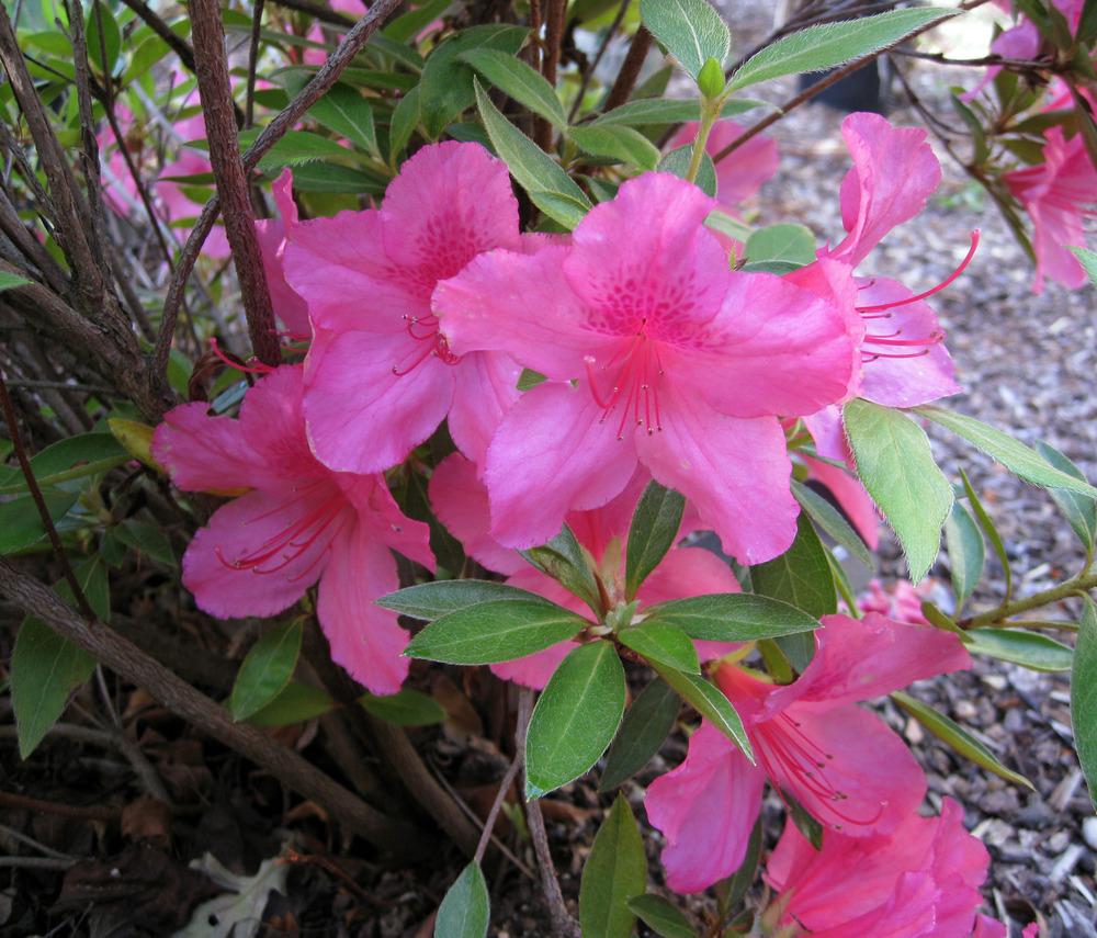 Photo of Azalea (Rhododendron 'Southern Charm') uploaded by Polymerous