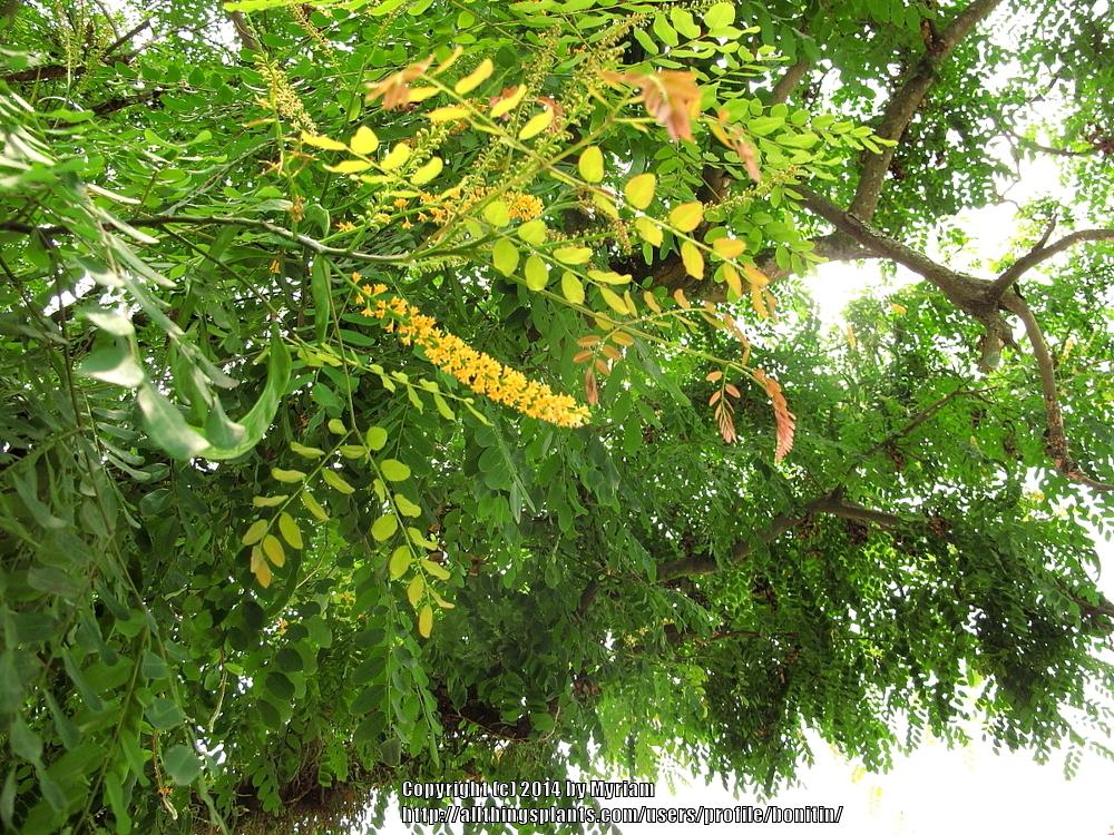 Photo of Red Sandalwood (Adenanthera pavonina) uploaded by bonitin