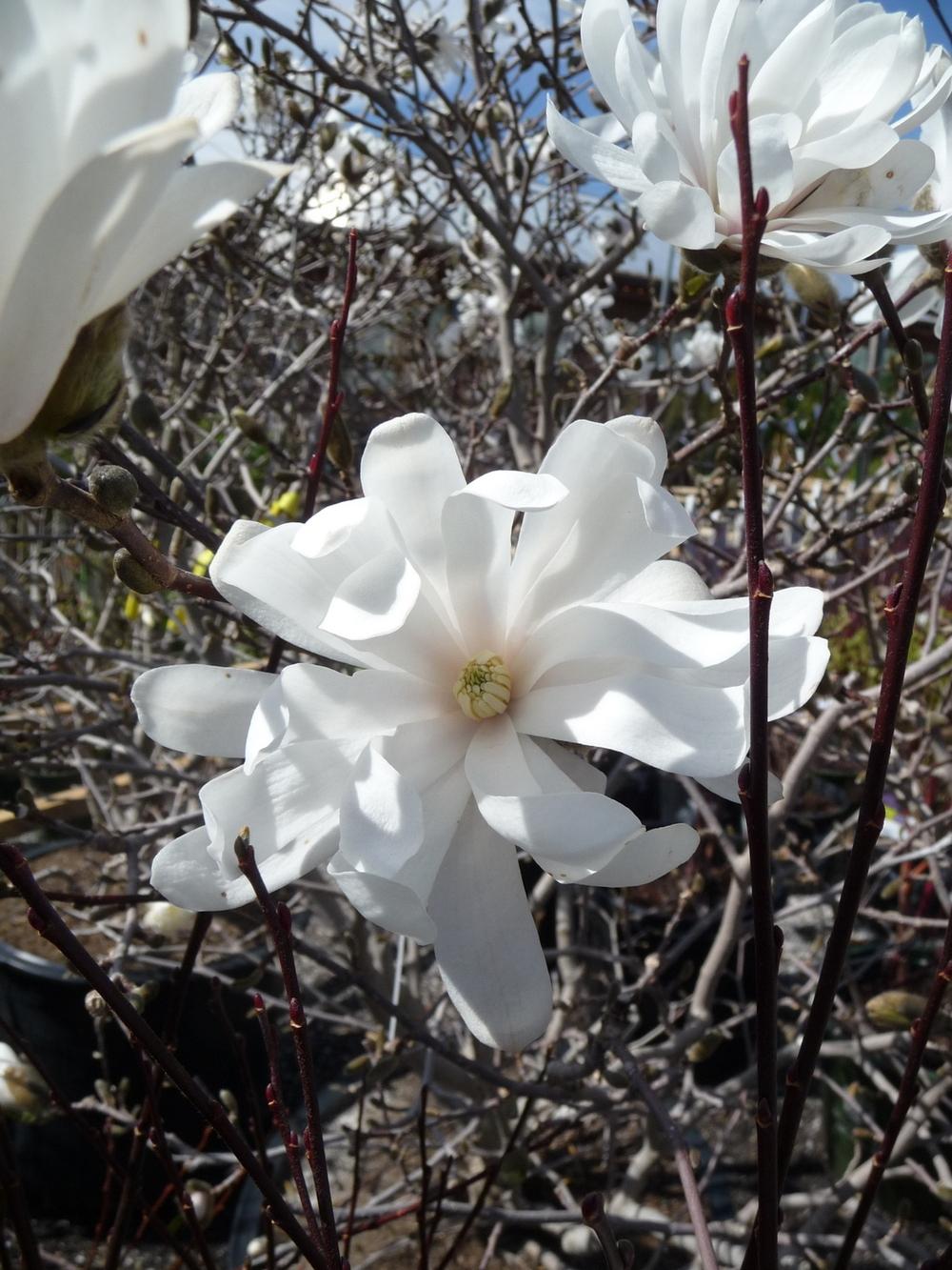 Photo of Star Magnolia (Magnolia stellata) uploaded by gardengus