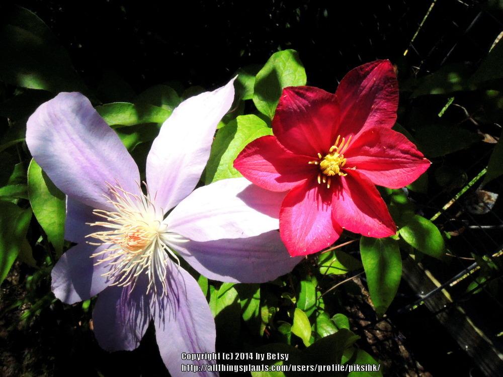 Photo of Clematis 'Ville de Lyon' uploaded by piksihk