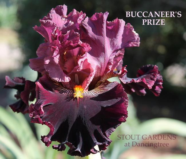 Photo of Tall Bearded Iris (Iris 'Buccaneer's Prize') uploaded by Calif_Sue