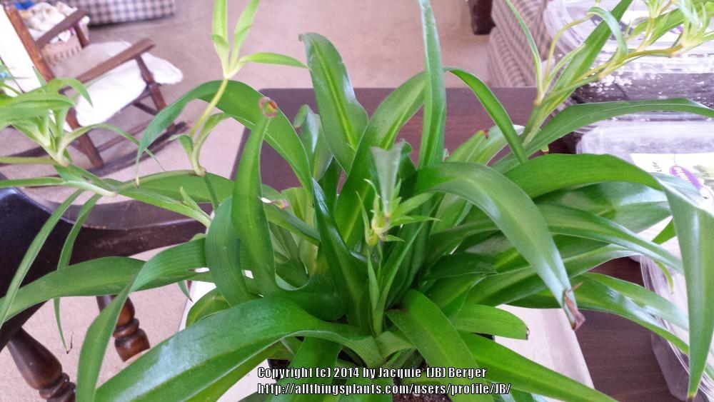Photo of Spider Plant (Chlorophytum comosum) uploaded by JB