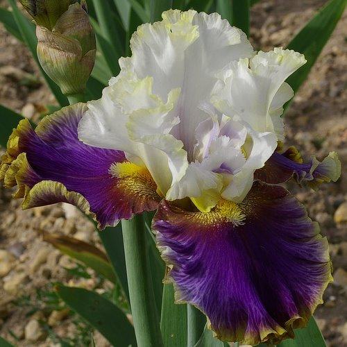 Photo of Tall Bearded Iris (Iris 'Dietmar Brixy') uploaded by Misawa77