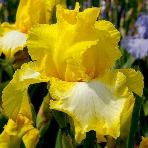 Photo of Tall Bearded Iris (Iris 'Dominique C.') uploaded by Misawa77