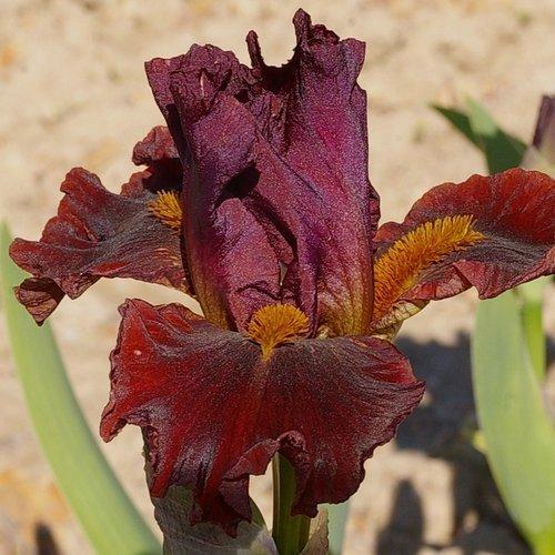 Photo of Intermediate Bearded Iris (Iris 'Feu Rouge') uploaded by Misawa77