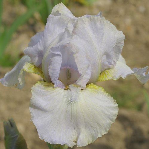 Photo of Intermediate Bearded Iris (Iris 'Petit Nuage') uploaded by Misawa77