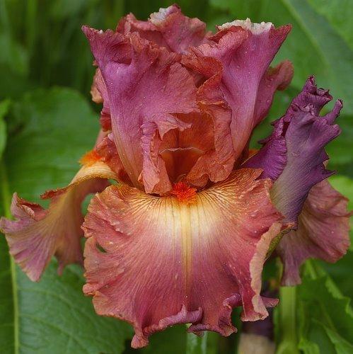 Photo of Tall Bearded Iris (Iris 'Dame de Coeur') uploaded by Misawa77