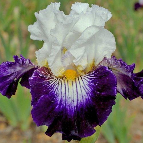 Photo of Tall Bearded Iris (Iris 'Barbe Noire') uploaded by Misawa77