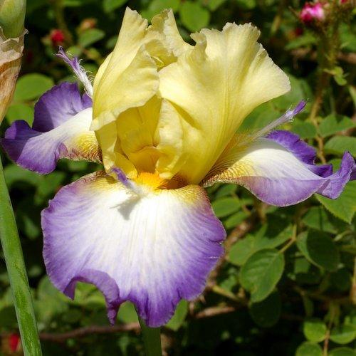 Photo of Tall Bearded Iris (Iris 'Echassier') uploaded by Misawa77
