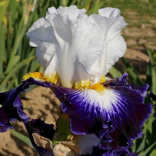 Photo of Tall Bearded Iris (Iris 'Faience de Gien') uploaded by Misawa77